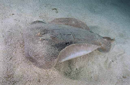 Numbfish or Coffin Ray (Hypnos monopterygium) Numbfish or Coffin Ray (Hypnos monopterygium)