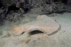 Numbfish or Coffin Ray (Hypnos monopterygium)