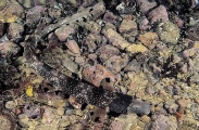 Varied Carpetshark (Parascyllium variolatum) Varied Carpetshark (Parascyllium variolatum)