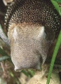 Varied Carpet Shark (Parascyllium variolatum) Varied Carpet Shark (Parascyllium variolatum)