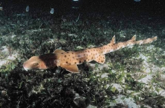 Collared Carpet Shark (Parascyllium collare)