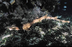 Collared Carpet Shark (Parascyllium collare)