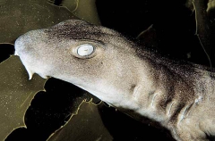 Rusty Carpet Shark (Parascyllium ferrugineum)