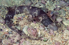 Varied Carpet Shark (Parascyllium variolatum) Varied Carpet Shark (Parascyllium variolatum)