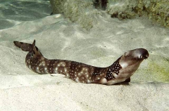 Varied Carpetshark (Parascyllium variolatum)