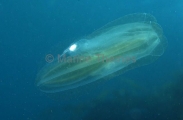 Southern Comb Jelly (Leucothea sp.) Southern Comb Jelly (Leucothea sp.)