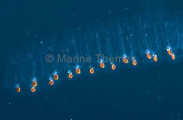 Comb Jelly. Comb Jelly.