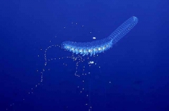 Physonect siphonophores (Forskalia edwarsi) Physonect siphonophores (Forskalia edwarsi)