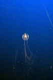 Sea Gooseberry (Pleurobrachia pileus)