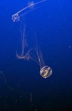 Sea Gooseberry (Pleurobrachia pileus)