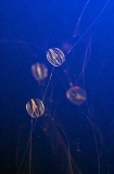 Sea Gooseberries (Pleurobrachia pileus)