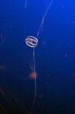 Sea Gooseberries (Pleurobrachia pileus)