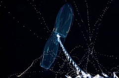 Siphonophore (Praya dubia)