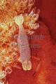 Emperor Shrimp (Periclimenes imperator) Emperor Shrimp (Periclimenes imperator)