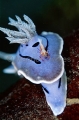 Emperor Shrimp (Periclimenes imperator) Emperor Shrimp (Periclimenes imperator)