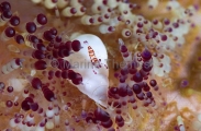 Anemone Shrimp (Periclimenes venustus) Anemone Shrimp (Periclimenes venustus)