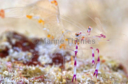 Anemone Shrimp (Periclimenes venustus) Anemone Shrimp (Periclimenes venustus)