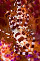 Sea Urchin Shrimp (Periclimenes colemani)