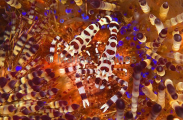 Sea Urchin Shrimp (Periclimenes colemani) Sea Urchin Shrimp (Periclimenes colemani)