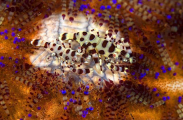 Sea Urchin Shrimp (Periclimenes colemani) Sea Urchin Shrimp (Periclimenes colemani)
