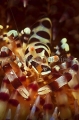 Sea Urchin Shrimp (Periclimenes colemani) Sea Urchin Shrimp (Periclimenes colemani)