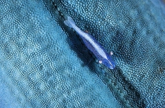 Starfish Shrimp (Periclimenes soror) Starfish Shrimp (Periclimenes soror)