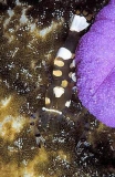 Commensal Shrimp (Periclimenes brevicarpalis) Commensal Shrimp (Periclimenes brevicarpalis)