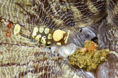 Anemone Shrimp (Periclimenes brevicarpalis) Anemone Shrimp (Periclimenes brevicarpalis)
