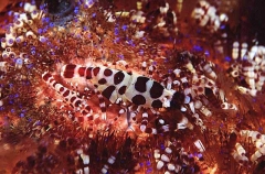 Sea Urchin Shrimp (Periclimenes colemani) Sea Urchin Shrimp (Periclimenes colemani)