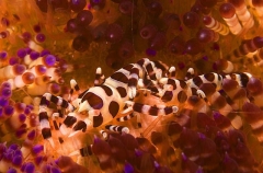 Sea Urchin Shrimp (Periclimenes colemani) Sea Urchin Shrimp (Periclimenes colemani)