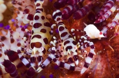 Sea Urchin Shrimp (Periclimenes colemani) Sea Urchin Shrimp (Periclimenes colemani)
