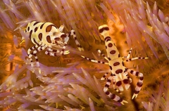 Sea Urchin Shrimp (Periclimenes colemani) Sea Urchin Shrimp (Periclimenes colemani)