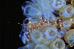 Cleaner Anemone Shrimp (Leandrites cyrtorhynchus)