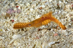 Rock Shrimp (Leander plumosus) Rock Shrimp (Leander plumosus)