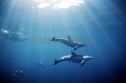 Short-beaked Common Dolphins (Delphinus delphis) Short-beaked Common Dolphins (Delphinus delphis)