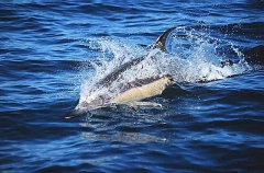 Short-beaked Common Dolphin (Delphinus delphis) Short-beaked Common Dolphin (Delphinus delphis)
