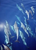 Short-beaked Common Dolphins (Delphinus delphis)