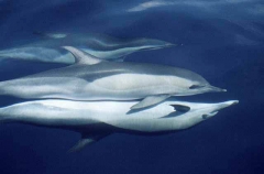Short-beaked Common Dolphin (Delphinus delphis) Short-beaked Common Dolphin (Delphinus delphis)