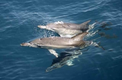 Short-beaked Common Dolphins (Delphinus delphis) Short-beaked Common Dolphins (Delphinus delphis)