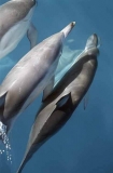 Short-beaked Common Dolphins (Delphinus delphis) Short-beaked Common Dolphins (Delphinus delphis)