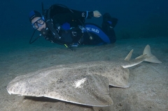 Common Angel Shark (Squatina squatina) Common Angel Shark (Squatina squatina)