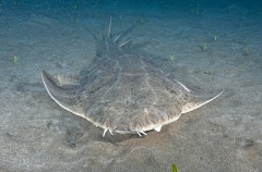 Common Angel Shark (Squatina squatina) Common Angel Shark (Squatina squatina)