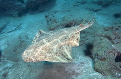 Common Angel Shark (Squatina squatina) Common Angel Shark (Squatina squatina)