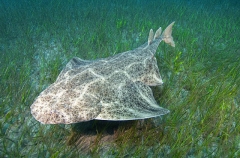 Common Angel Shark (Squatina squatina) Common Angel Shark (Squatina squatina)