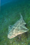 Common Angel Shark (Squatina squatina) Common Angel Shark (Squatina squatina)