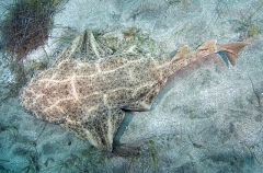 Common Angel Shark (Squatina squatina) Common Angel Shark (Squatina squatina)
