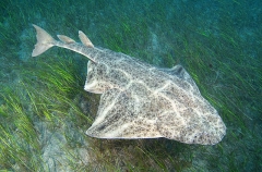 Common Angel Shark (Squatina squatina) Common Angel Shark (Squatina squatina)