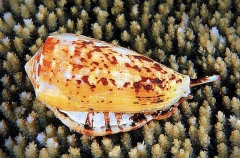 Striated Cone Shell (Conus striatus)