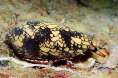 Aulicus Cone Shell (Conus aulicus)