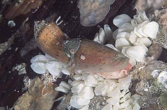 Anemone Cone Shells (Conus anemone)
